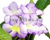 Streptocarpus OD-GESHEFT 
